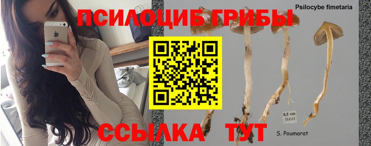 Псилоцибиновые грибы ЛСД Киселёвск